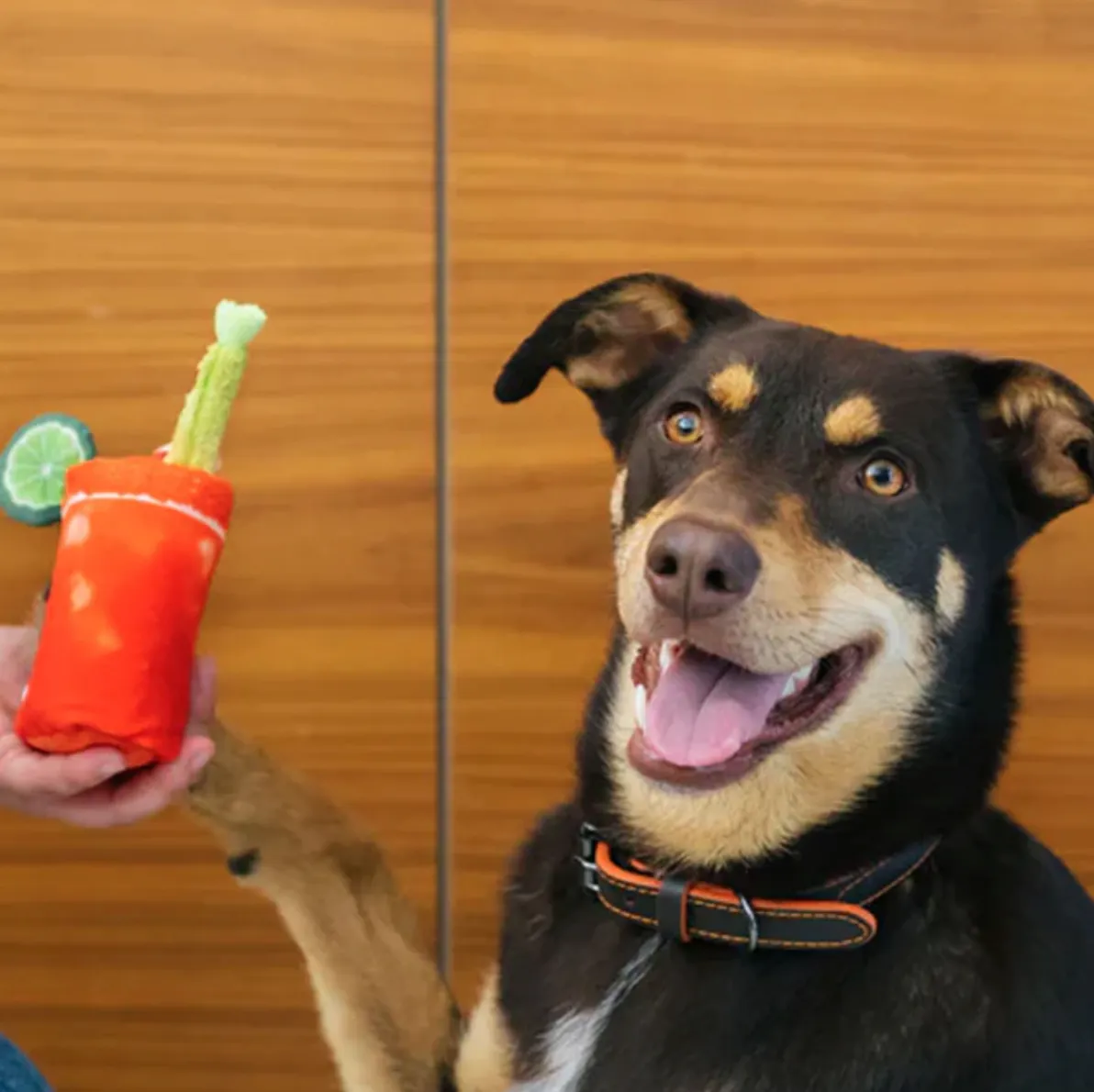Barking Brunch Collection - Buddy Mary